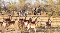 AFRIQUE DU SUD : le gouvernement approuve 2 documents pour préserver la biodiversité©Paolo De Gasperis/Shutterstock