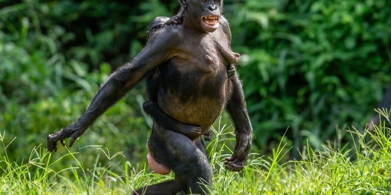 CONGO : 14 M$ de l’Usaid pour développer l’écotourisme dans le parc de Nouabalé-Ndoki©Sergey Uryadnikov/Shutterstock
