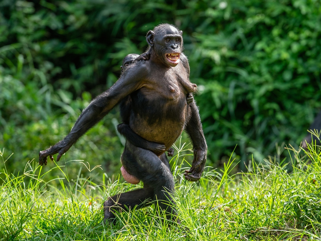 CONGO : 14 M$ de l’Usaid pour développer l’écotourisme dans le parc de Nouabalé-Ndoki©Sergey Uryadnikov/Shutterstock