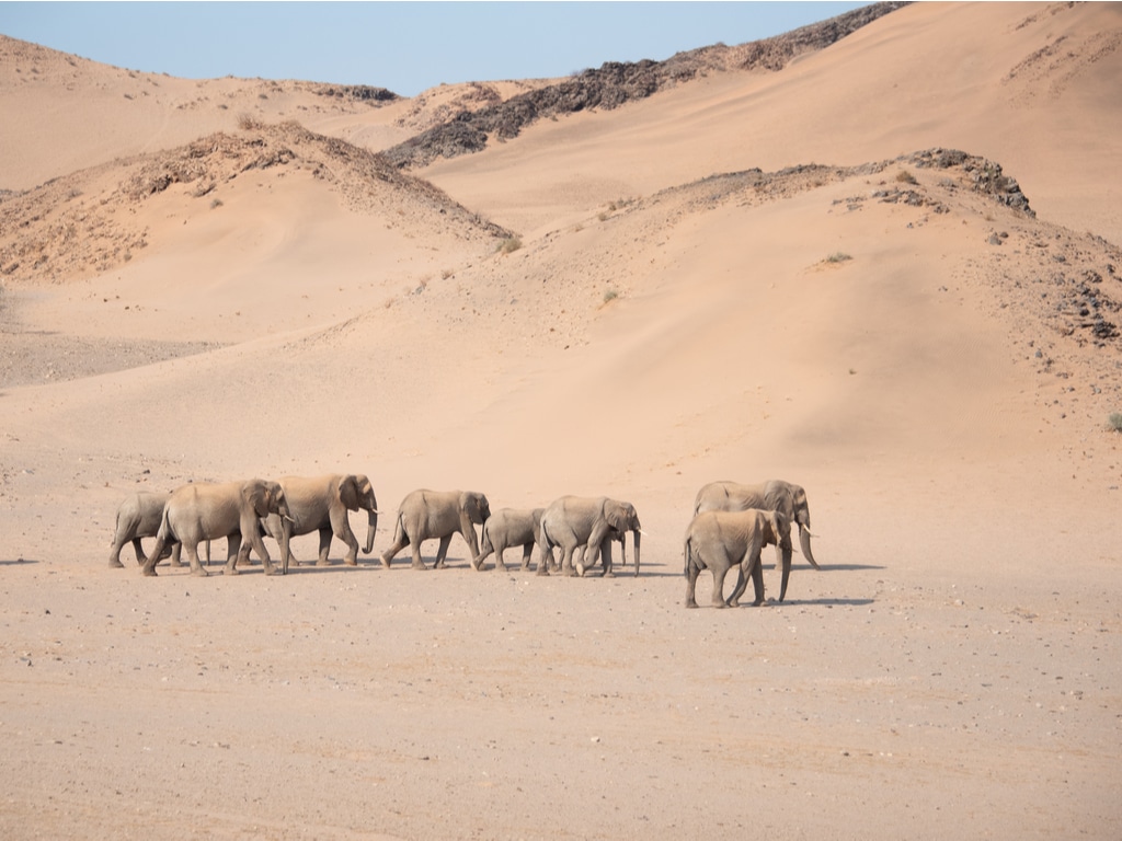 NAMIBIA: Government to sell 200 drought-threatened elephants ©The Nomadic People/Shutterstock
