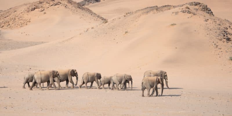 NAMIBIE : le gouvernement va vendre 200 éléphants menacés par la sécheresse ©The Nomadic People/Shutterstock