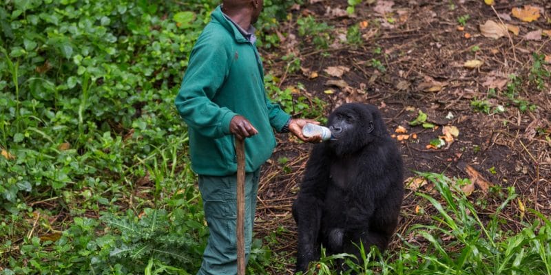 DRC: GWC and EU to invest €4m to preserve Virunga National Park©LMspencer/Shutterstock