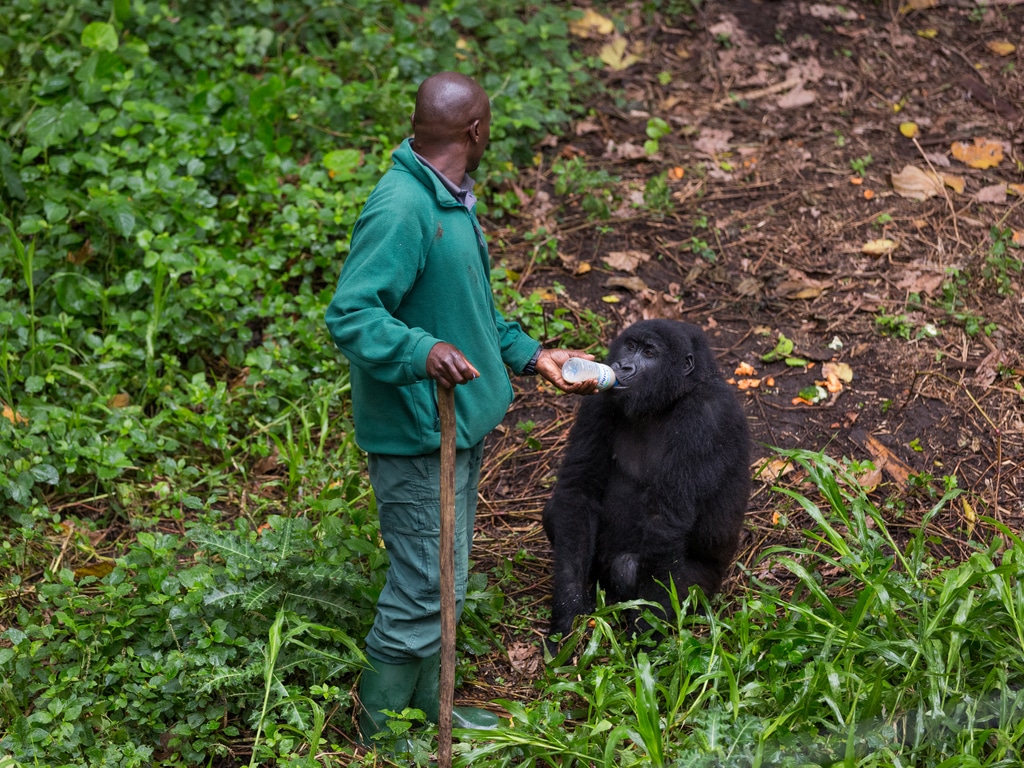 DRC: GWC and EU to invest €4m to preserve Virunga National Park©LMspencer/Shutterstock