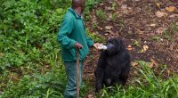 RDC : le GWC et l’UE vont investir 4 M€ pour préserver le parc national des Virunga©LMspencer/Shutterstock