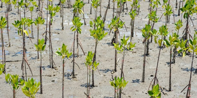 COTE D’IVOIRE : l’État lance le projet Folab pour restaurer les paysages forestiers©Sonthaya/Shutterstock