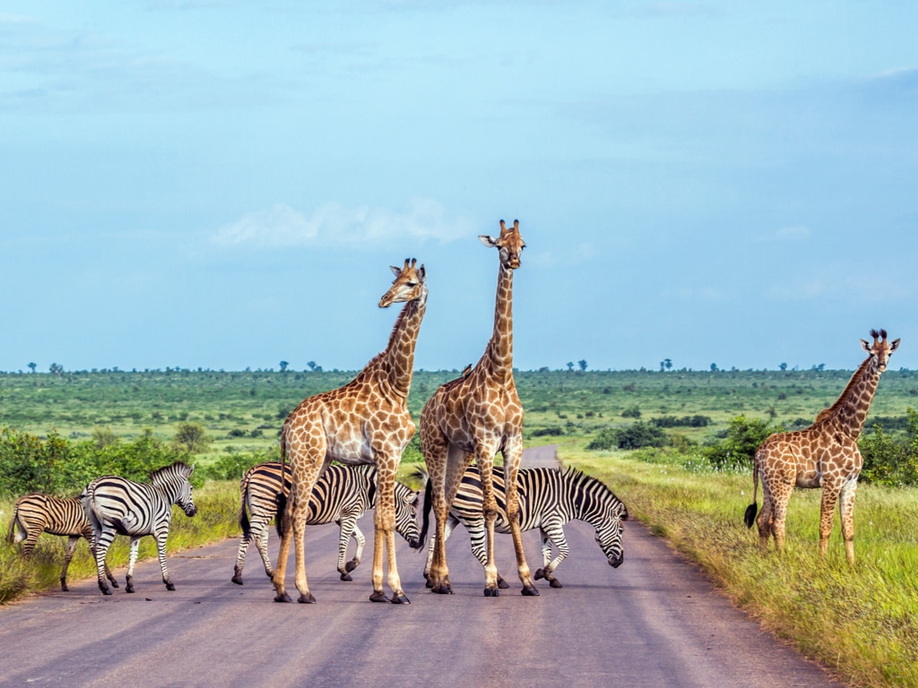 AFRIQUE DU SUD : Peace Parks participera aux © PACO COMO/Shutterstock: