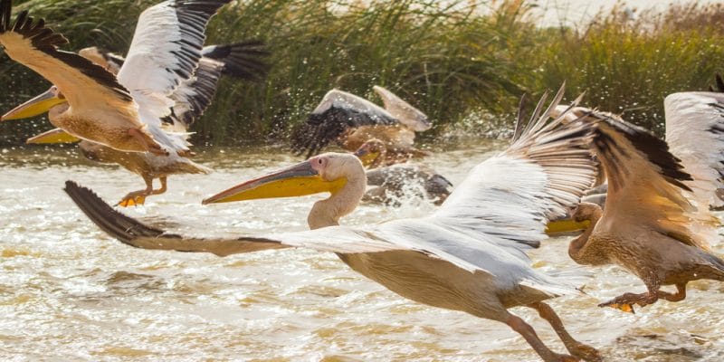 SENEGAL: Government closes Djoudj Park after 750 pelicans die©Anze Furlan/Shutterstock