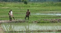 ZIMBABWE: State to resettle 180 farmers on irrigable land©BOULENGER Xavier/Shutterstock