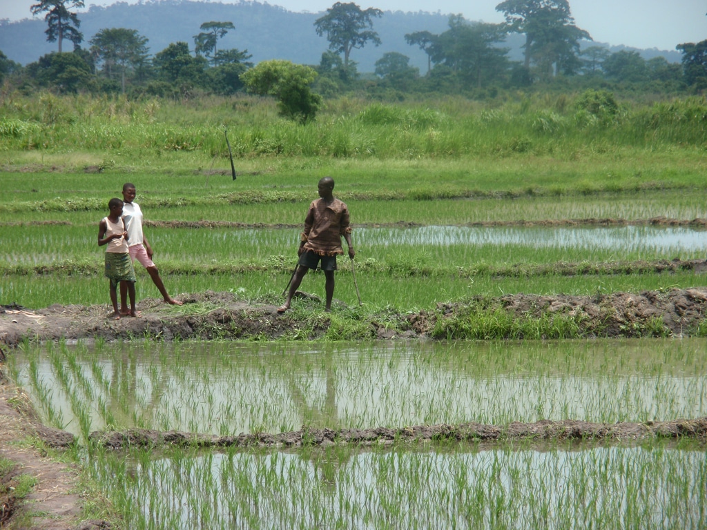 ZIMBABWE : l’État va réinstaller 180 agriculteurs sur des terres irrigables©BOULENGER Xavier/Shutterstock