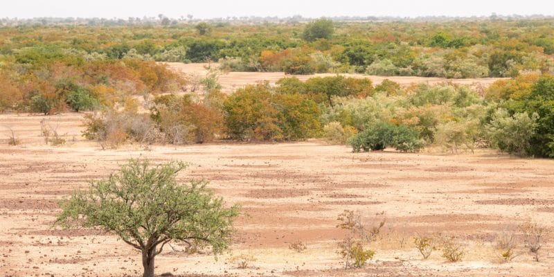 SAHEL: AfDB pledges US$ 6.5 billion for the Great Green Wall initiative over 5 years ©mbrand85/Shutterstock