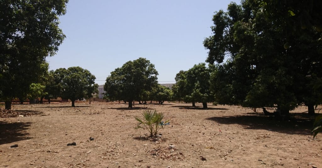 CHAD: Shakal plants 3,000 trees in Bahr El Ghazal to counter the advancing desert©Pascal Vosicki/Shutterstock