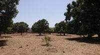 TCHAD : Shakal plante 3000 arbres à Bahr El Ghazal pour contrer l’avancée du désert©Pascal Vosicki/Shutterstock