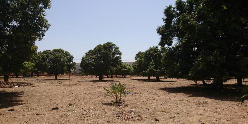 TCHAD : Shakal plante 3000 arbres à Bahr El Ghazal pour contrer l’avancée du désert©Pascal Vosicki/Shutterstock