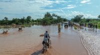 MOZAMBIQUE: Cyclone Eloise threatens biodiversity and food security©Vadim Petrakov/Shutterstock
