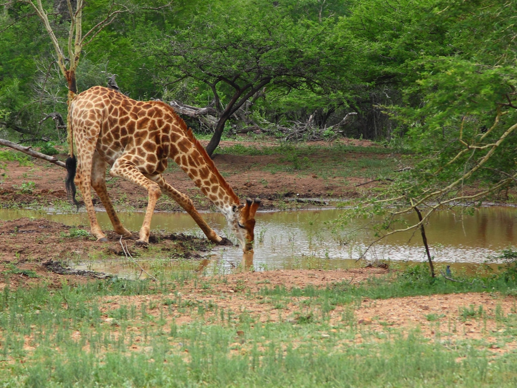 AFRICA: AFD pledges one billion euros for biodiversity preservation©Gergo Nagy/Shutterstock