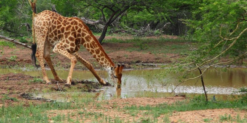 AFRIQUE : un milliard d’euros de l’AFD pour la préservation de la biodiversité©Gergo Nagy/Shutterstock