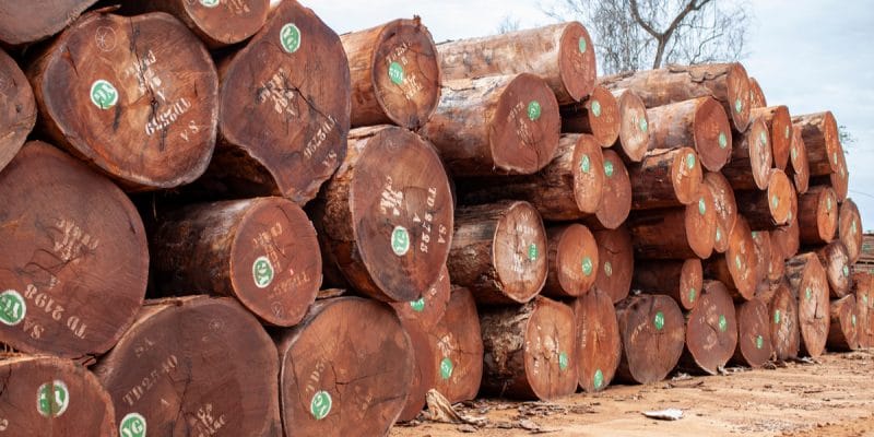 CAMEROUN : le trafic du bois avec le Vietnam menace la biodiversité et l’économie©Ayotography/Shutterstock