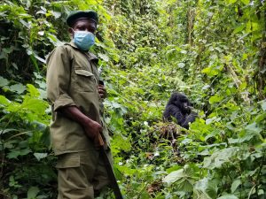 RDC : le meurtre de 6 rangers relance la question sur la sécurité dans les Virunga©Lesia Povkh/Shutterstock