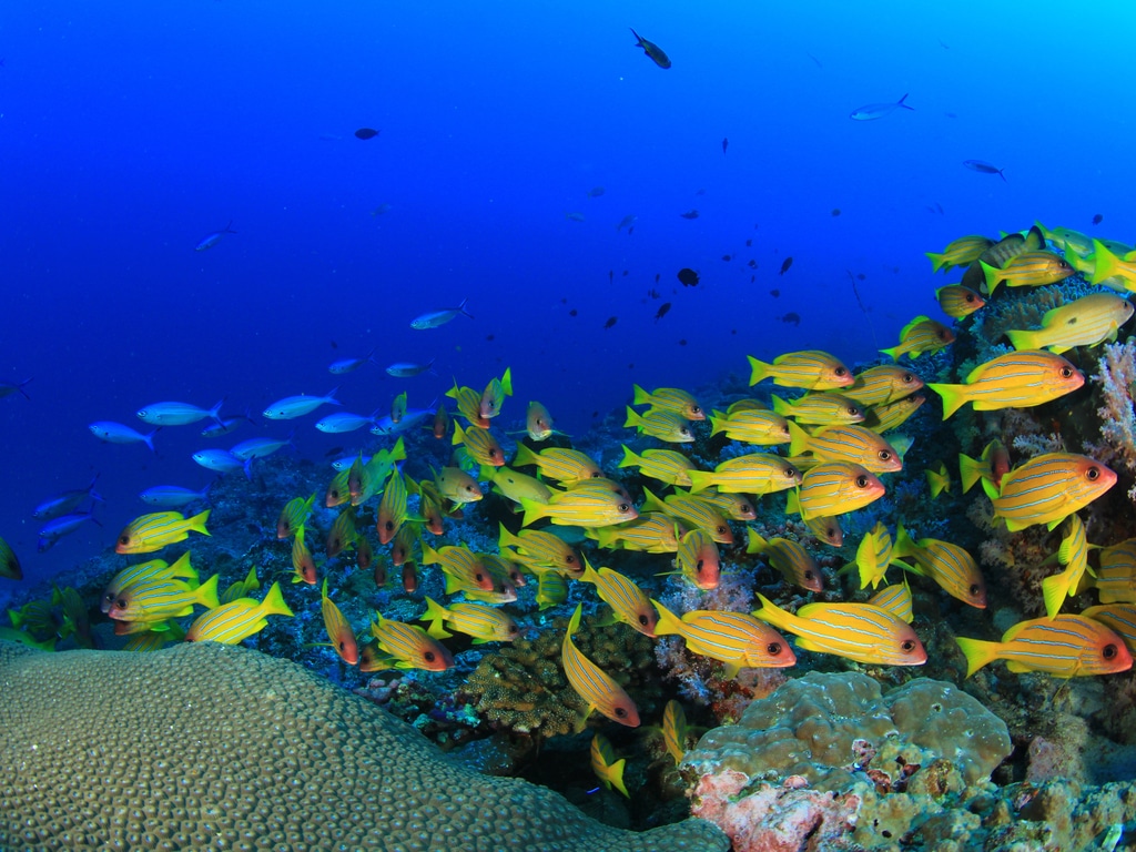 AFRIQUE : l’AFD soutient la préservation des aires marines protégées en Méditerranée©Rich Carey/Shutterstock