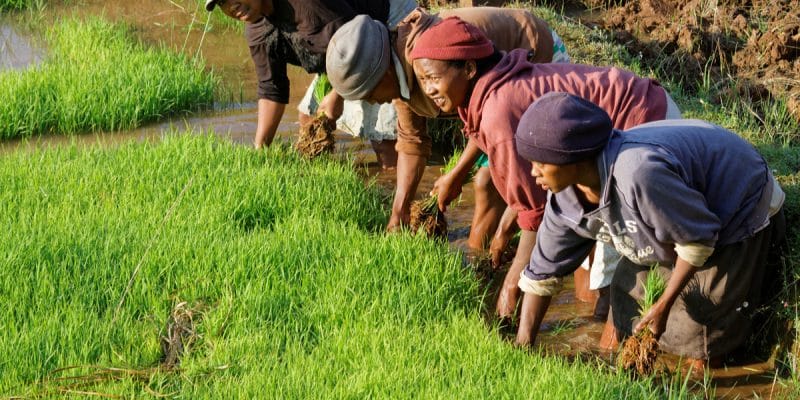 AFRIQUE : une charte sur l’agroécologie voit le jour ©Pierre Jean Durieu/Shutterstock