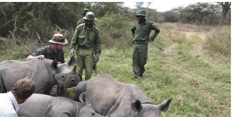 AFRIQUE DU SUD : WWF soutient le gouvernement dans la lutte contre le braconnage©Marcel Brekelmans/Shutterstock