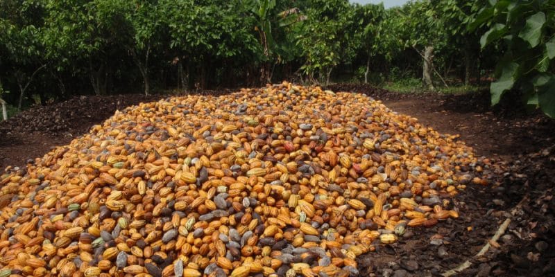 COTE D’IVOIRE : l’Union européenne exige un cacao respectueux de l’environnement©BOULENGER Xavier/Shutterstock