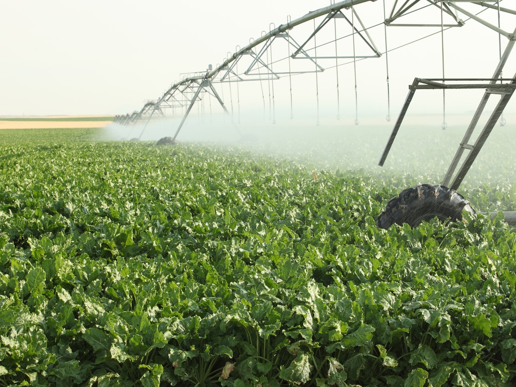 ÉGYPTE : Jenaan exploitera l’aquifère nubien pour irriguer une ferme de betteraves©B Brown/ Shutterstock