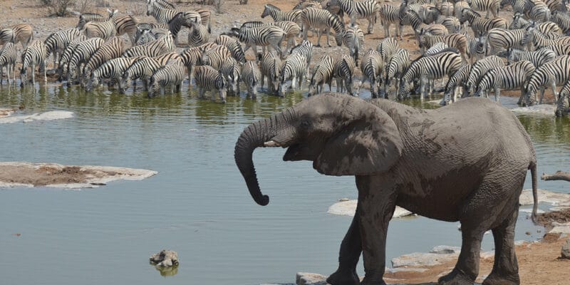 AFRIQUE AUSTRALE : la FAO et l’AFD lancent un projet de gestion durable de faune© PETER HATCH/Shutterstock