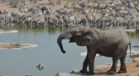 AFRIQUE AUSTRALE : la FAO et l’AFD lancent un projet de gestion durable de faune© PETER HATCH/Shutterstock