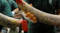 AFRIQUE : l’ivoire, qu’il soit légal ou illégal ne sera plus vendu en Europe©MIFAS/Shutterstock