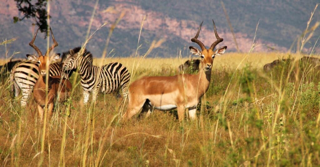 AFRIQUE : la philanthropie pour pallier le déficit de financement de la biodiversité©Chaton Chokpatara/Shutterstock