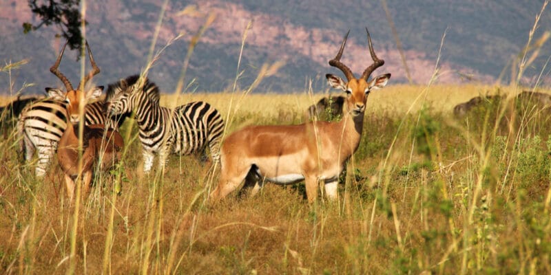 AFRIQUE : la philanthropie pour pallier le déficit de financement de la biodiversité©Chaton Chokpatara/Shutterstock