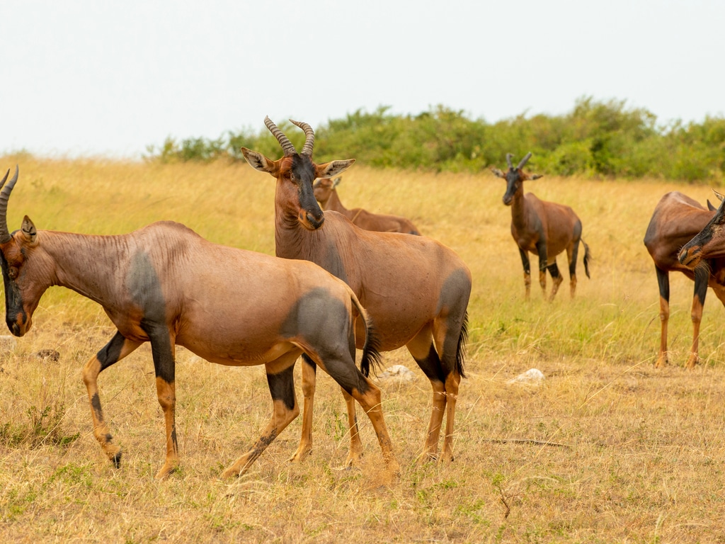AFRIQUE DE L’EST : WCS va préserver la biodiversité de Boma-Gambella avec 4,4 M€©The Budikins/Shutterstock