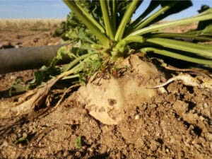 ÉGYPTE : Jenaan exploitera l’aquifère nubien pour irriguer une ferme de betteraves ©B Brown/Shutterstock