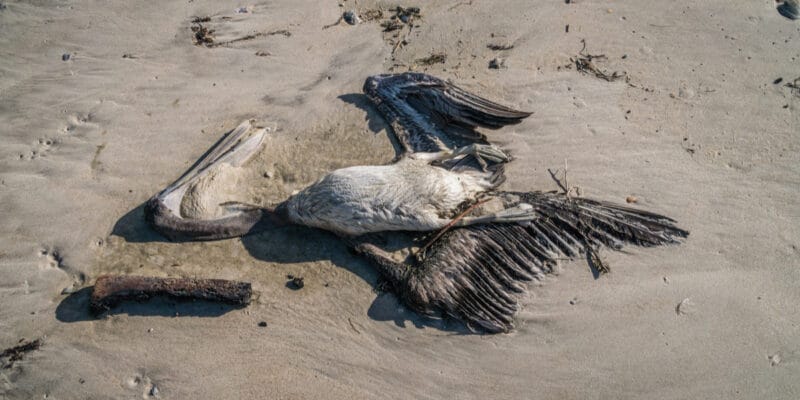 MAURITANIA: Bird flu kills nearly 267 pelicans in Diawling National Park ©Heidi Besen/Shutterstock
