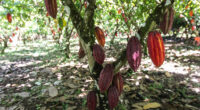 COTE D’IVOIRE : l’ABM de la BAD pour la résilience climatique des cacaoculteurs©haak78/Shutterstock