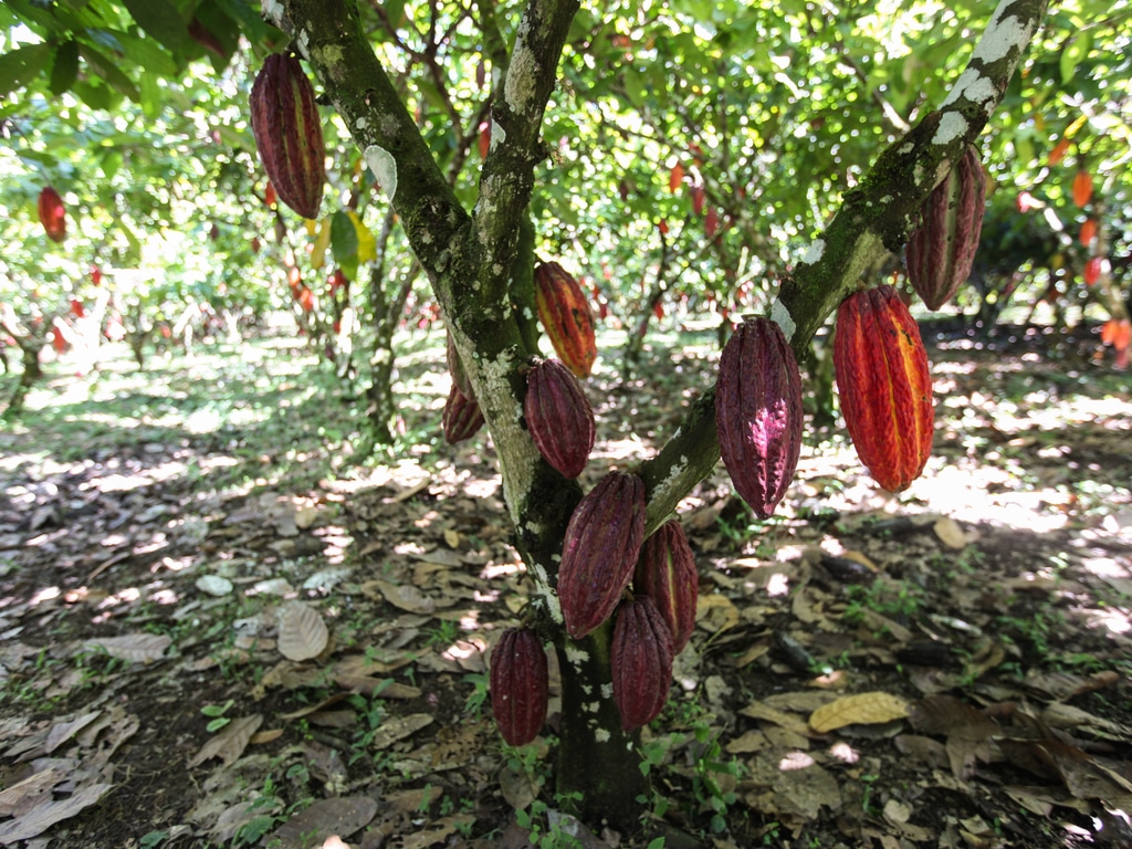 COTE D’IVOIRE : l’ABM de la BAD pour la résilience climatique des cacaoculteurs©haak78/Shutterstock