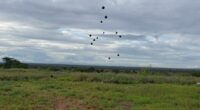 KENYA : Seedballs propose des « bombes à graines » pour reboiser les terres©SeedballsKenya/Shutterstock