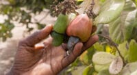 AFRIQUE : l’ACF obtient un crédit syndiqué de 115 M$ pour l’agriculture durable © Salvador Aznar/Shutterstock