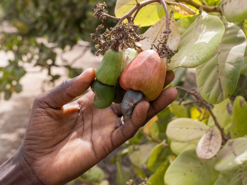 AFRIQUE : l’ACF obtient un crédit syndiqué de 115 M$ pour l’agriculture durable © Salvador Aznar/Shutterstock