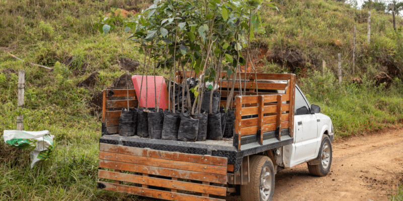 UGANDA: 2021 Roots aims to plant 40 million trees ©PlataRoncallo/Shutterstock