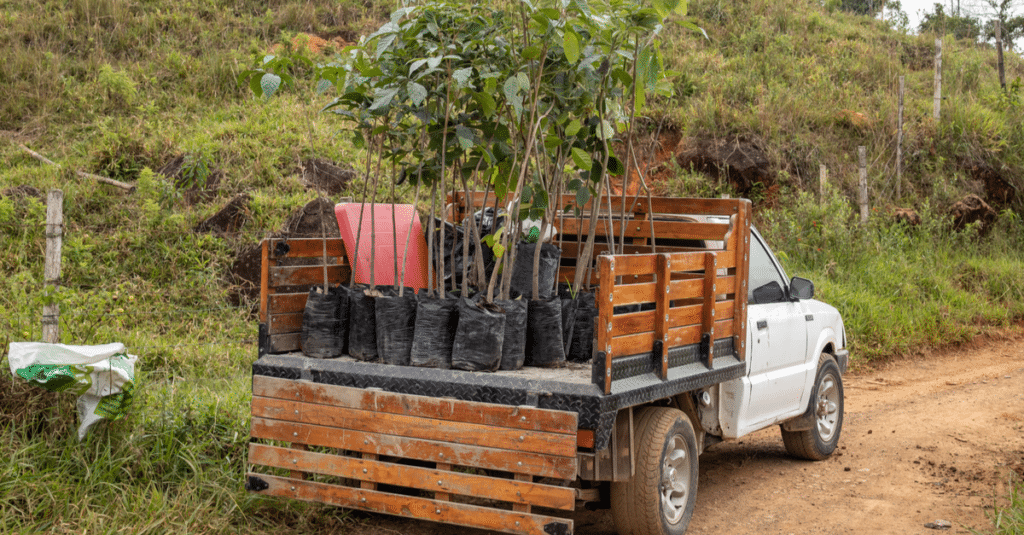 OUGANDA : l’édition 2021 Roots vise l’objectif de 40 millions d’arbres plantés ©PlataRoncallo/Shutterstock