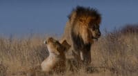 AFRIQUE : l’insémination artificielle des lions, un danger pour leur conservation©Tobie Oosthuizen/Shutterstock