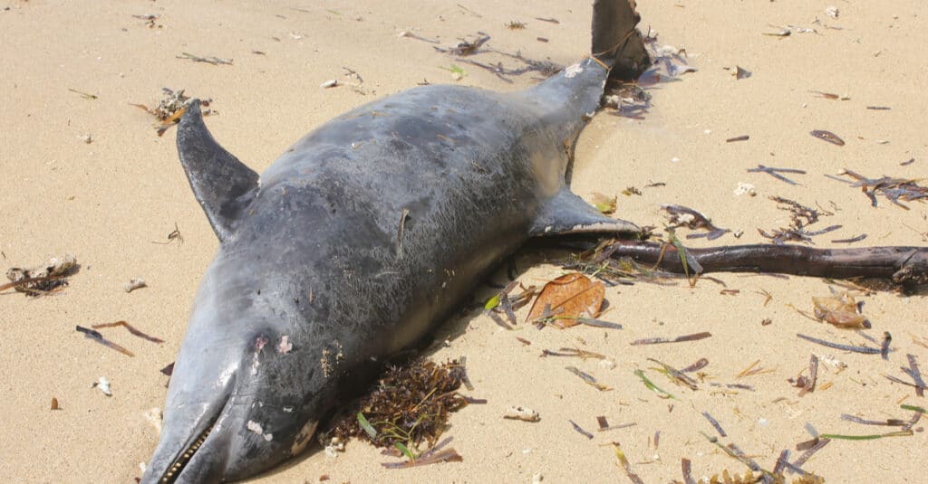 MOZAMBIQUE: Mystery hovers over the mass stranding of 118 dolphins in Bazaruto©Haryawan/Shutterstock