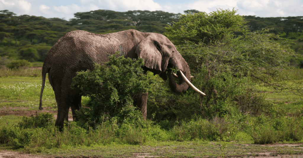 AFRIQUE : l’éléphant de forêt, désormais en danger critique d’extinction©TravisJFord/Shutterstock