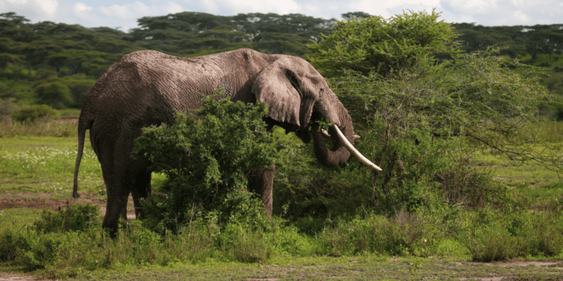 AFRIQUE : l’éléphant de forêt, désormais en danger critique d’extinction©TravisJFord/Shutterstock
