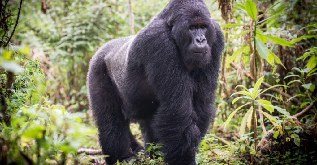 RWANDA: Kigali joins the Giants Club, a godsend for mountain gorillas©Jurgen Vogt/Shutterstock