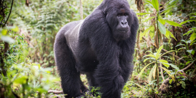 RWANDA : Kigali rejoint le Geants Club, une aubaine pour les gorilles des montagnes©Jurgen Vogt/Shutterstock