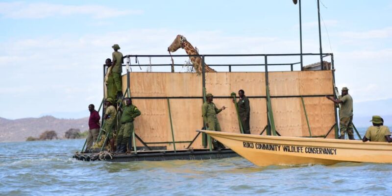 KENYA : fin de la mission de sauvetage des 9 girafes de Rothschild au nord-ouest© Save Giraffes Now