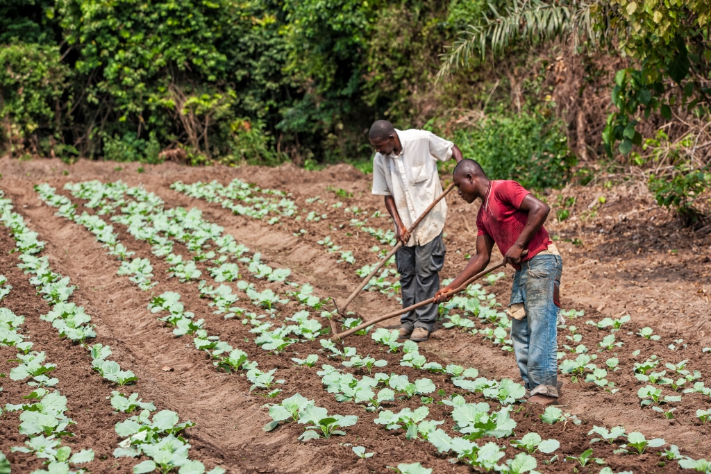 AFRIQUE : le Fida et la BID financent l’adaptation au changement climatique en milieu rural © Andre Silva Pinto/Shutterstock